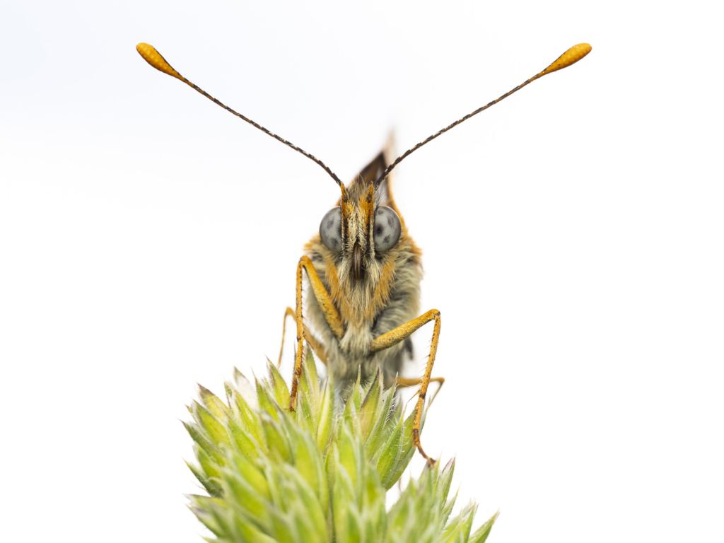 Ekoxar och andra coola insekter på Öland. Fotoresa med Wild Nature fotoresor. Foto: Henrik Karlsson