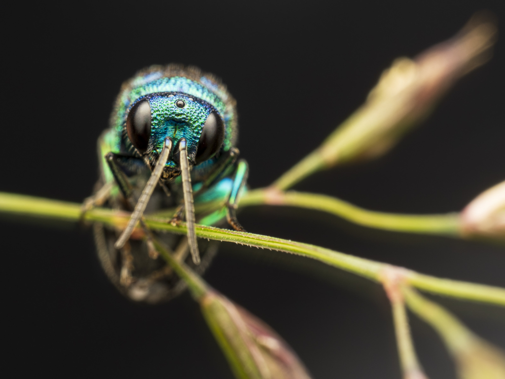 Ekoxar och andra coola insekter på Öland. Fotoresa med Wild Nature fotoresor. Foto: Henrik Karlsson