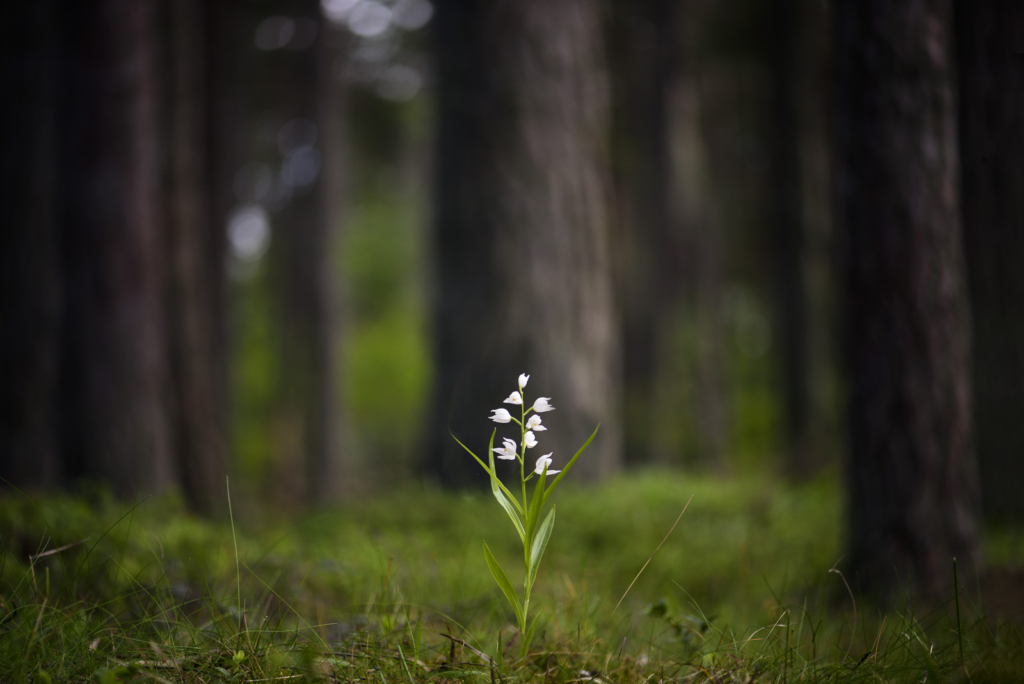 Blommande juveler - orkidéer på Öland. Fotoresa med Wild Nature fotoresor. Foto: Henrik Karlsson