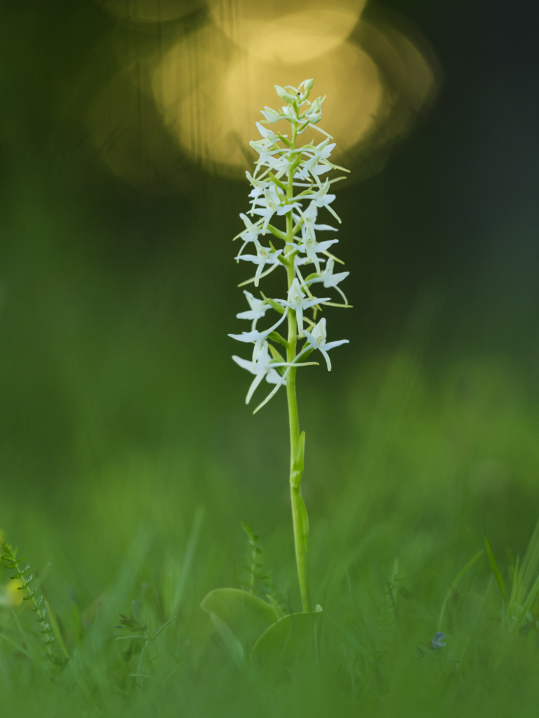 Blommande juveler - orkidéer på Öland. Fotoresa med Wild Nature fotoresor. Foto: Henrik Karlsson