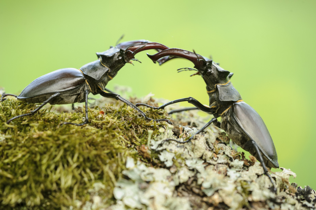 Ekoxar och andra coola insekter på Öland. Fotoresa med Wild Nature fotoresor. Foto: Henrik Karlsson