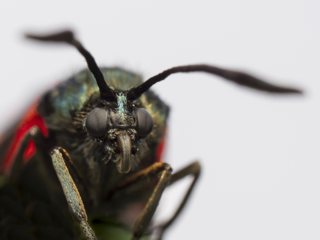 Ekoxar och andra coola insekter på Öland. Fotoresa med Wild Nature fotoresor. Foto: Henrik Karlsson