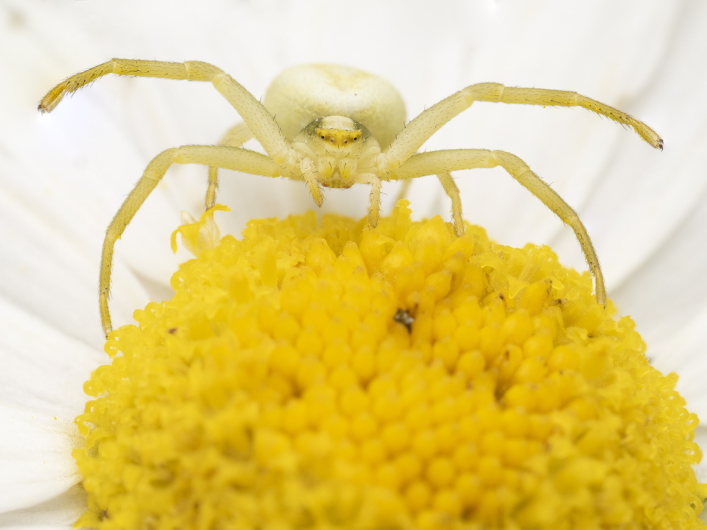 Ekoxar och andra coola insekter på Öland. Fotoresa med Wild Nature fotoresor. Foto: Henrik Karlsson