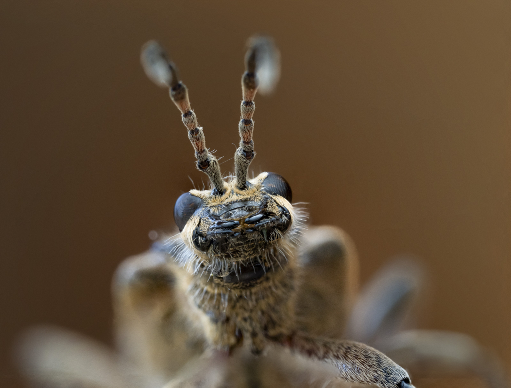 Ekoxar och andra coola insekter på Öland. Fotoresa med Wild Nature fotoresor. Foto: Henrik Karlsson