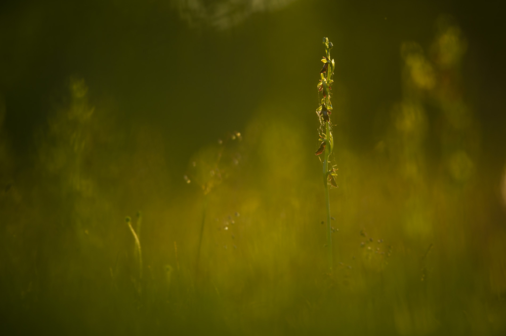 Blommande juveler - orkidéer på Öland. Fotoresa med Wild Nature fotoresor. Foto: Henrik Karlsson