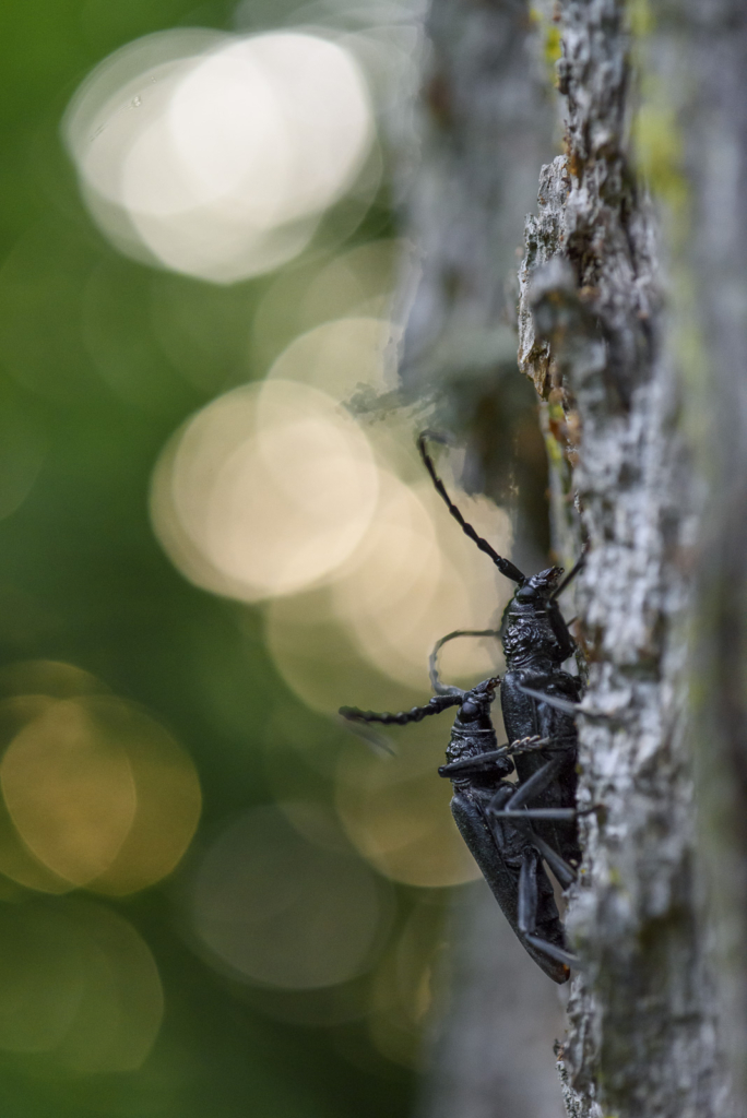 Ekoxar och andra coola insekter på Öland. Fotoresa med Wild Nature fotoresor. Foto: Henrik Karlsson