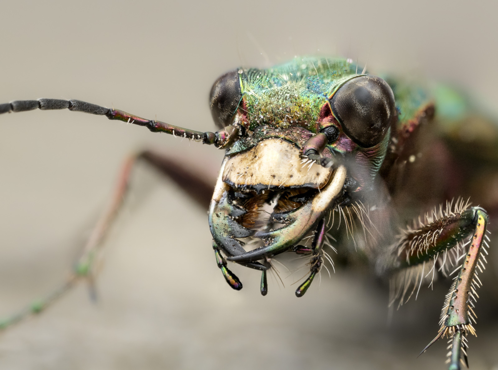 Ekoxar och andra coola insekter på Öland. Fotoresa med Wild Nature fotoresor. Foto: Henrik Karlsson