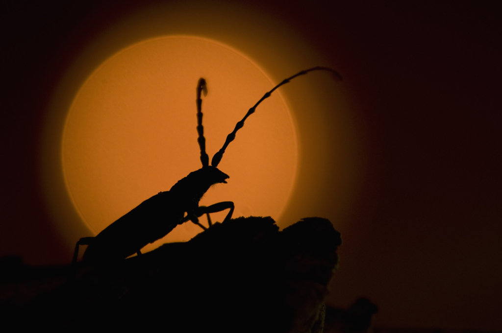 Ekoxar och andra coola insekter på Öland. Fotoresa med Wild Nature fotoresor. Foto: Henrik Karlsson