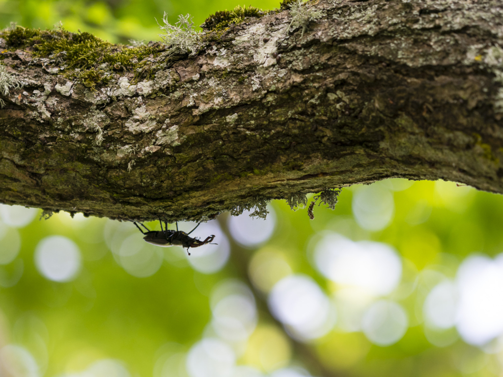 Ekoxar och andra coola insekter på Öland. Fotoresa med Wild Nature fotoresor. Foto: Henrik Karlsson