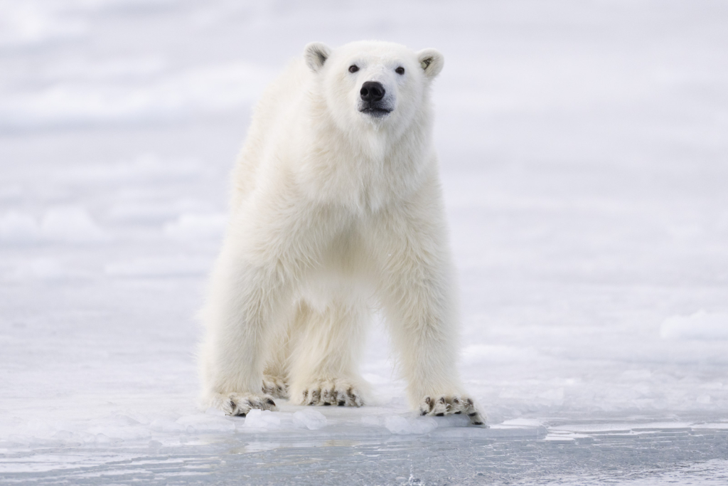 Isbjörnens rike - Svalbard. Fotoresa med Wild Nature fotoresor. Foto Staffan Widstrand