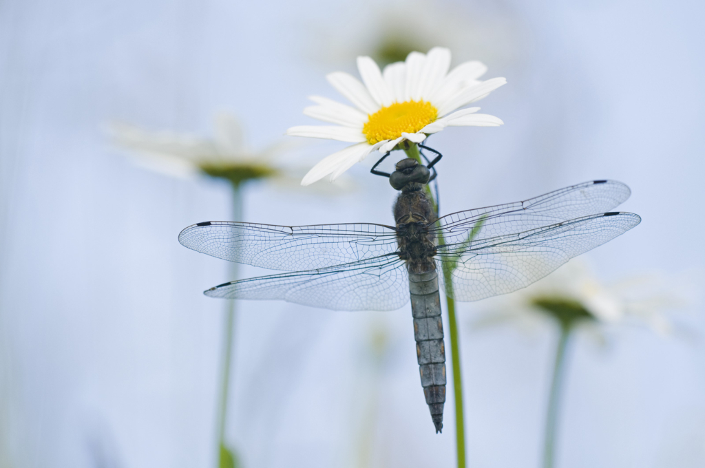 Ekoxar och andra coola insekter på Öland. Fotoresa med Wild Nature fotoresor. Foto: Henrik Karlsson