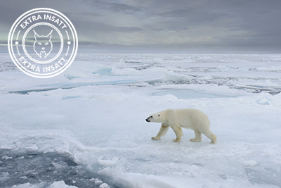 The kingdom of the Polar bear - Svalbard. Photo tour with Wild Nature Photo Adventures. Photo by Henrik Karlsson