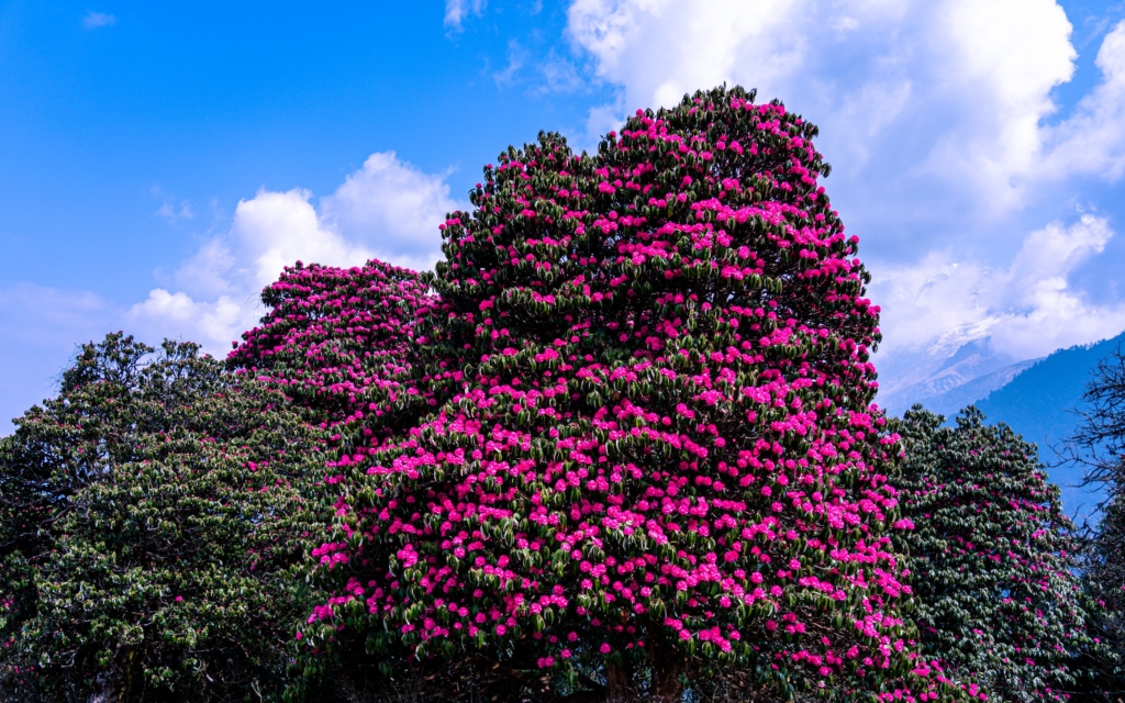 Himalayas lysande rhododendronprakt, Nepal. Fotoresa med Wild Nature fotoresor. Foto Jonathan Stenvall