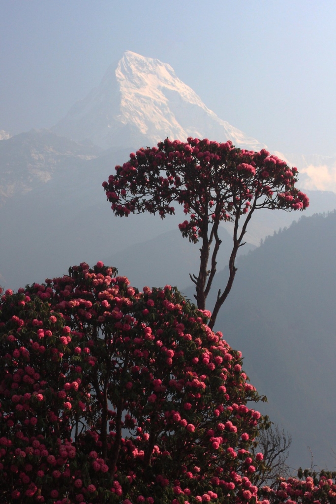 Himalayas lysande rhododendronprakt, Nepal. Fotoresa med Wild Nature fotoresor. Foto Jonathan Stenvall