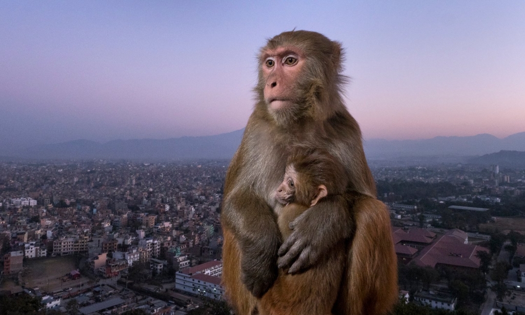 Det gömda Himalaya, Nepal. Fotoresa med Wild Nature fotoresor. Foto Jonathan Stenvall