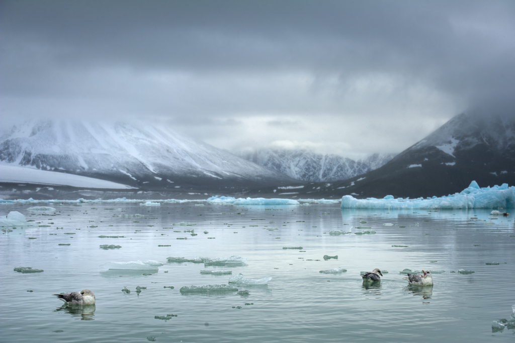 Isbjörnens rike - Svalbard. Fotoresa med Wild Nature fotoresor. Foto Frida Hermansson