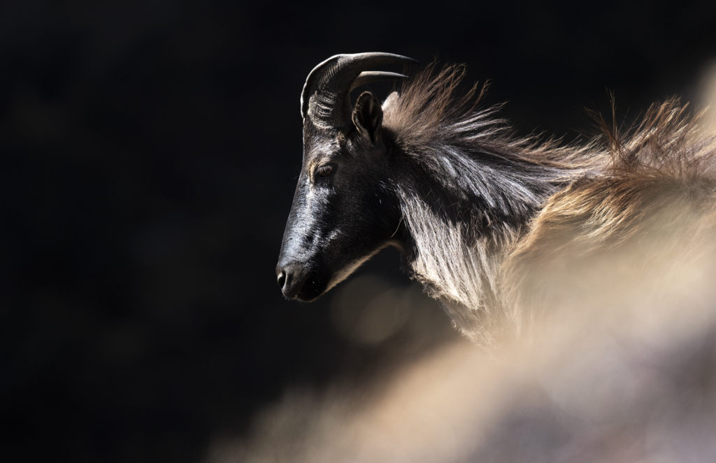 Det gömda Himalaya, Nepal. Fotoresa med Wild Nature fotoresor. Foto Jonathan Stenvall