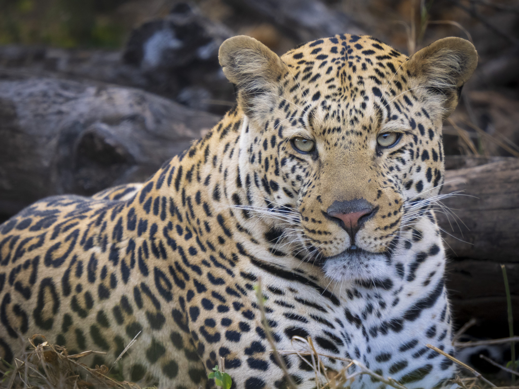 Elefanter & leoparder i South Luangwa nationalpark, Zambia. Fotoresa med Wild Nature fotoresor. Foto: Henrik Karlsson