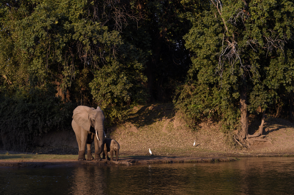 Elefanter & leoparder i South Luangwa nationalpark, Zambia. Fotoresa med Wild Nature fotoresor. Foto: Henrik Karlsson