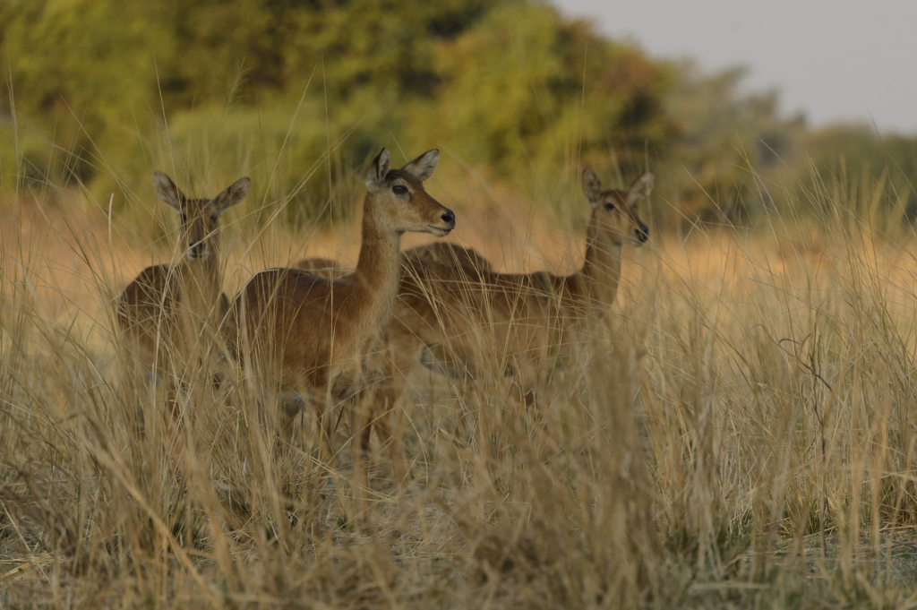 Elefanter & leoparder i South Luangwa nationalpark, Zambia. Fotoresa med Wild Nature fotoresor. Foto: Henrik Karlsson