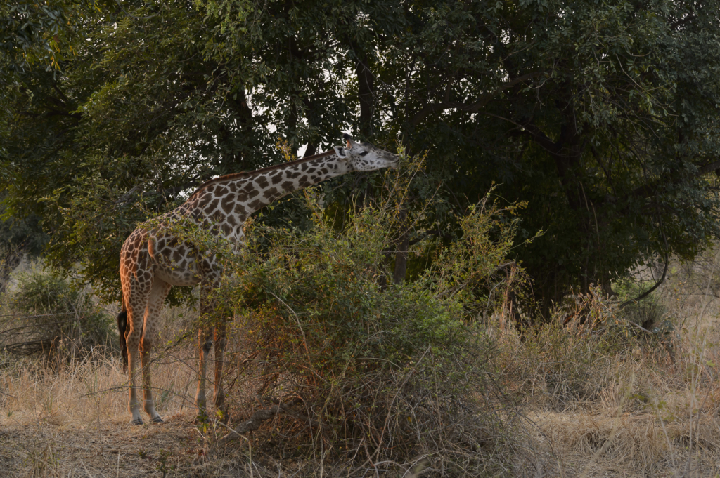 Elefanter & leoparder i South Luangwa nationalpark, Zambia. Fotoresa med Wild Nature fotoresor. Foto: Henrik Karlsson