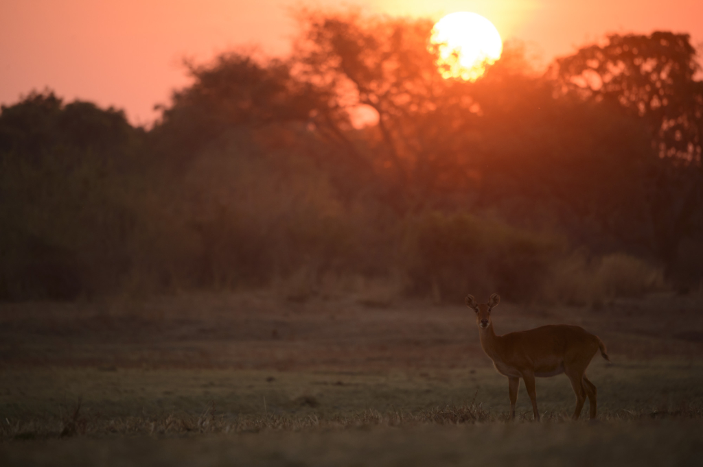 Elefanter & leoparder i South Luangwa nationalpark, Zambia. Fotoresa med Wild Nature fotoresor. Foto: Henrik Karlsson