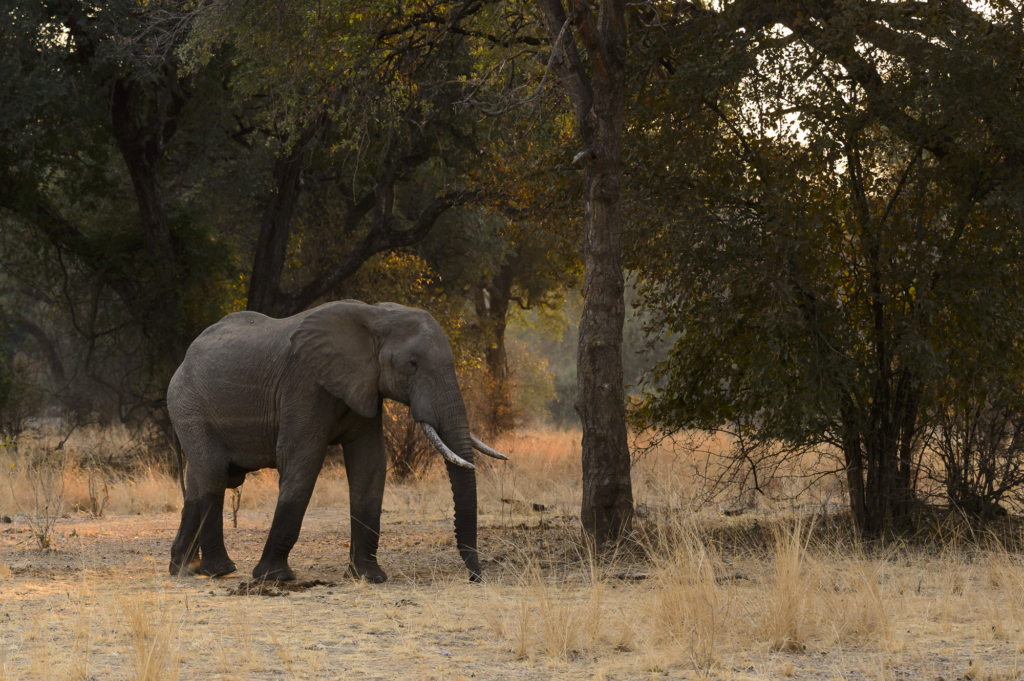 Elefanter & leoparder i South Luangwa nationalpark, Zambia. Fotoresa med Wild Nature fotoresor. Foto: Henrik Karlsson