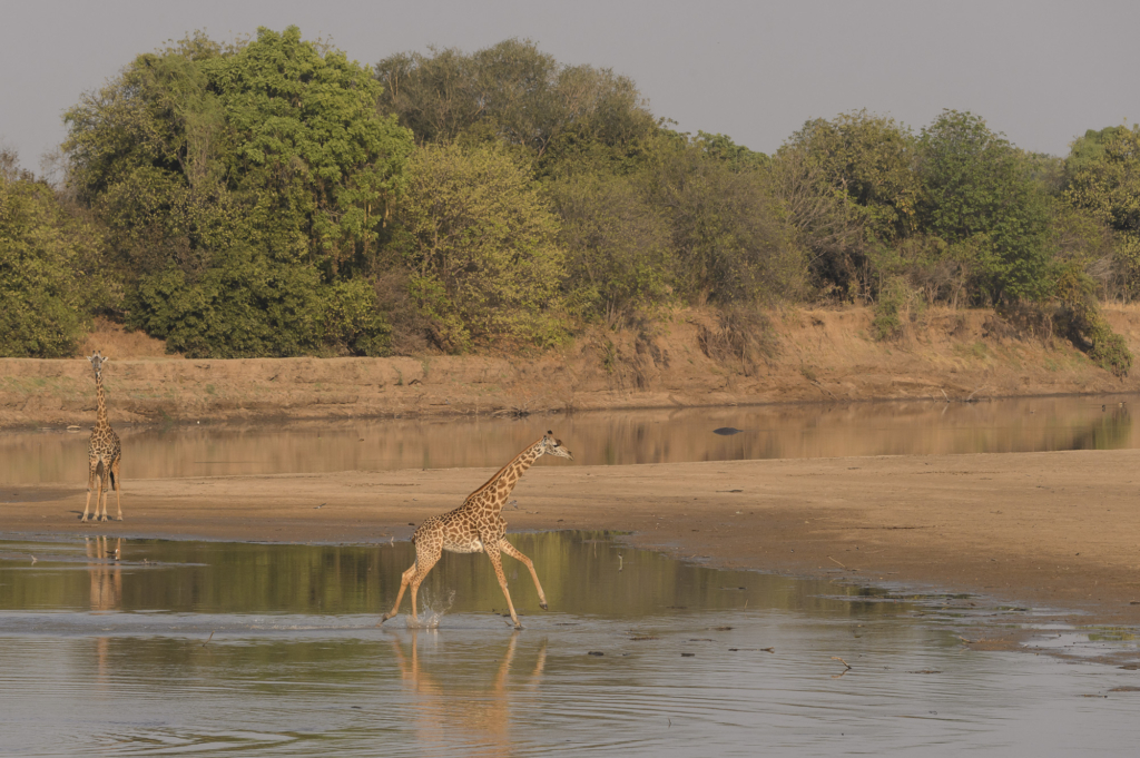 Elefanter & leoparder i South Luangwa nationalpark, Zambia. Fotoresa med Wild Nature fotoresor. Foto: Henrik Karlsson