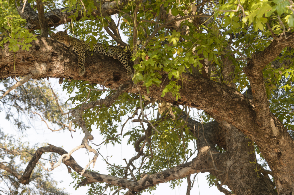 Elefanter & leoparder i South Luangwa nationalpark, Zambia. Fotoresa med Wild Nature fotoresor. Foto: Henrik Karlsson