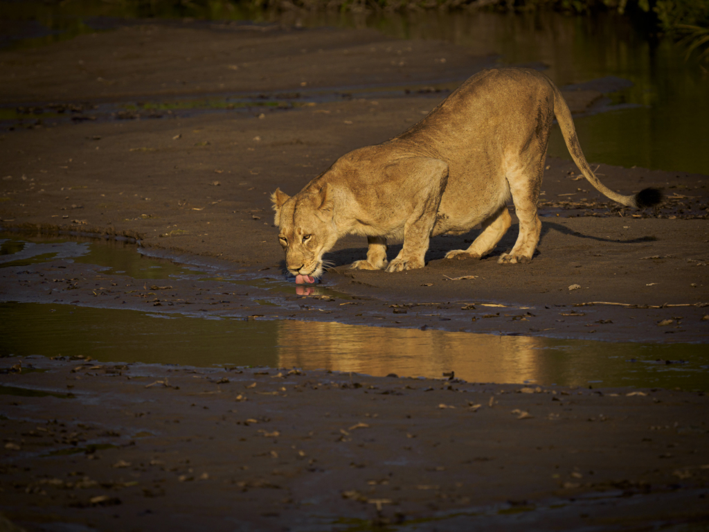 Elefanter & leoparder i South Luangwa nationalpark, Zambia. Fotoresa med Wild Nature fotoresor. Foto: Henrik Karlsson