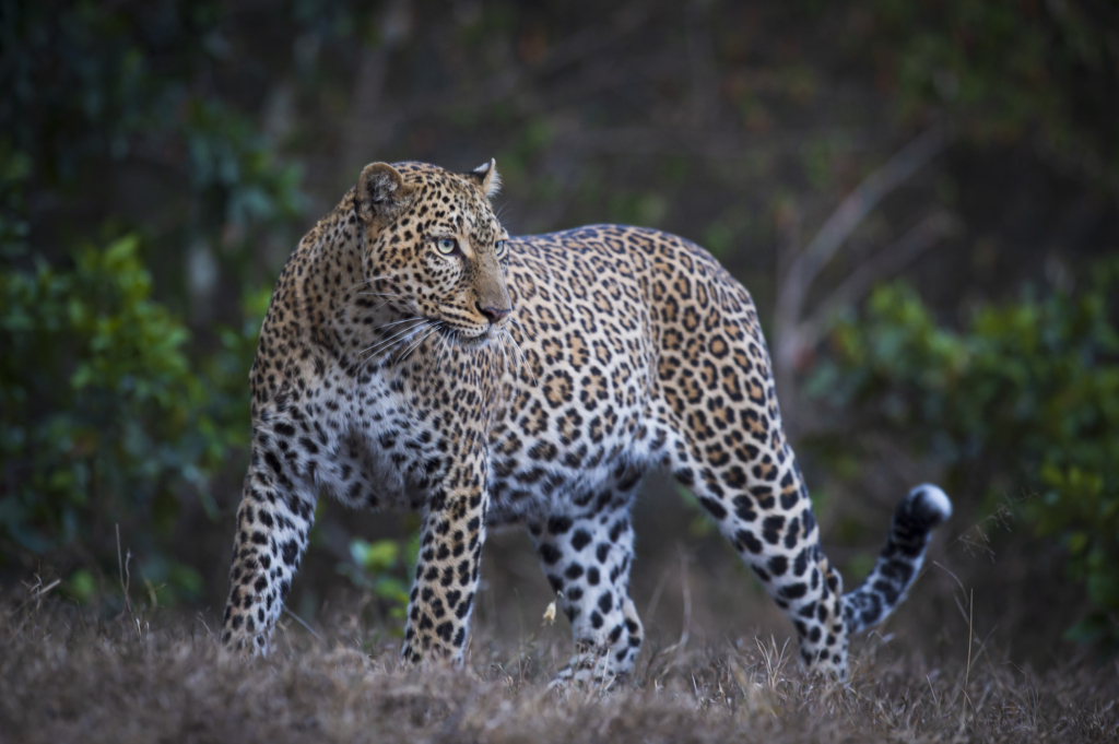 Elefanter & leoparder i South Luangwa nationalpark, Zambia. Fotoresa med Wild Nature fotoresor. Foto: Henrik Karlsson