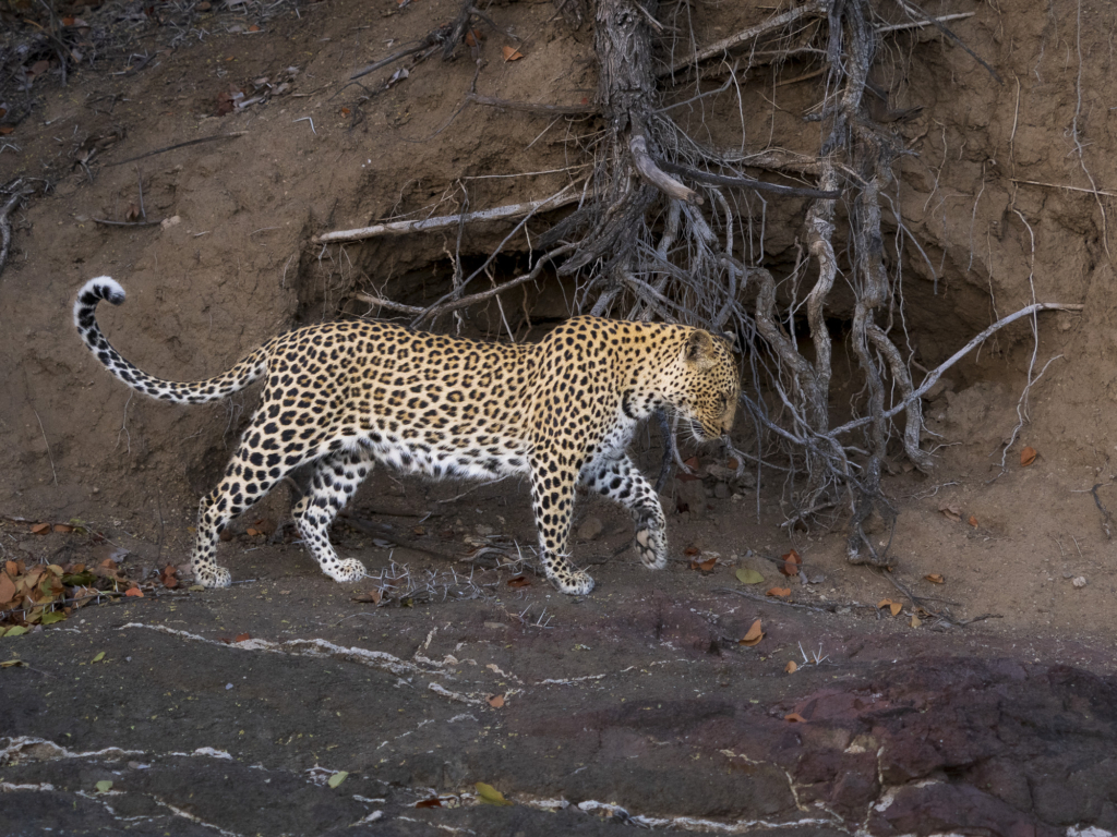 Elefanter & leoparder i South Luangwa nationalpark, Zambia. Fotoresa med Wild Nature fotoresor. Foto: Henrik Karlsson