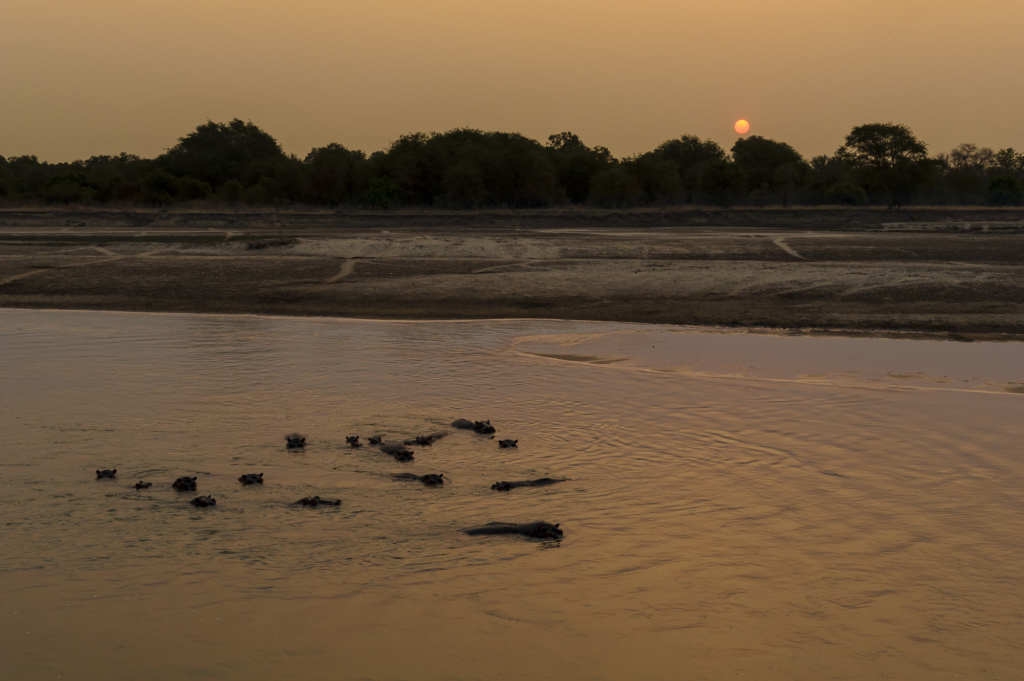 Elefanter & leoparder i South Luangwa nationalpark, Zambia. Fotoresa med Wild Nature fotoresor. Foto: Henrik Karlsson