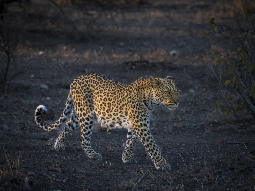 Elefanter & leoparder i South Luangwa nationalpark, Zambia. Fotoresa med Wild Nature fotoresor. Foto: Henrik Karlsson