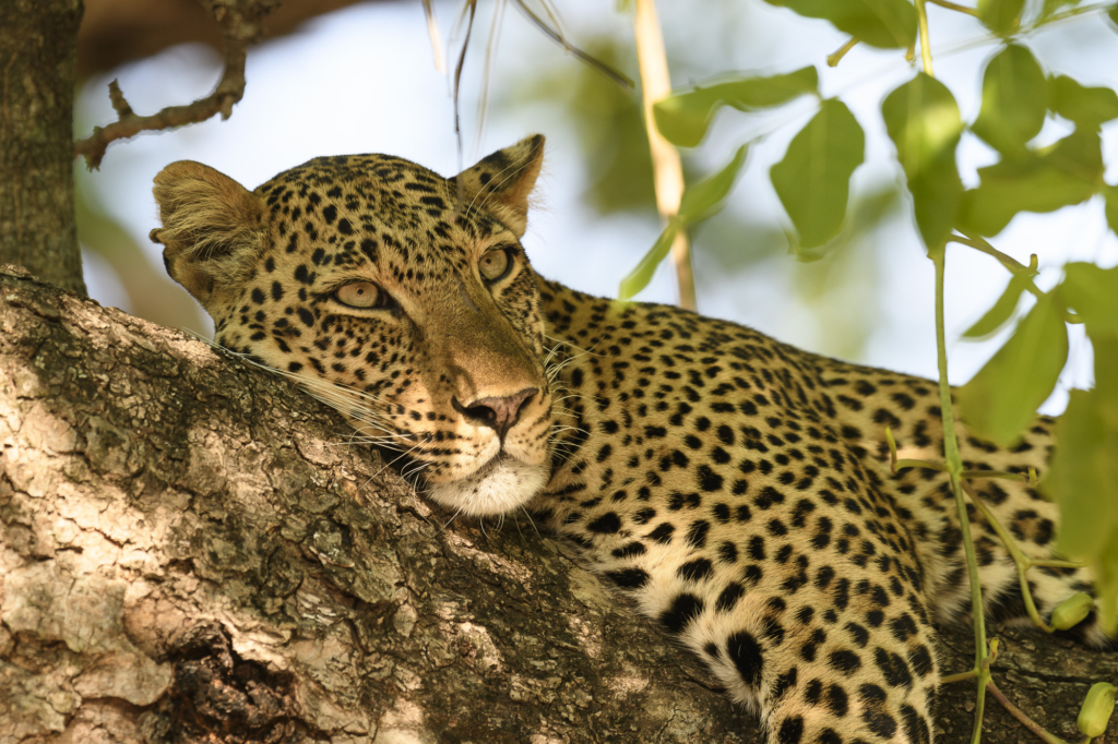 Elefanter & leoparder i South Luangwa nationalpark, Zambia. Fotoresa med Wild Nature fotoresor. Foto: Henrik Karlsson