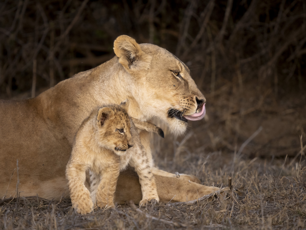 Elefanter & leoparder i South Luangwa nationalpark, Zambia. Fotoresa med Wild Nature fotoresor. Foto: Henrik Karlsson