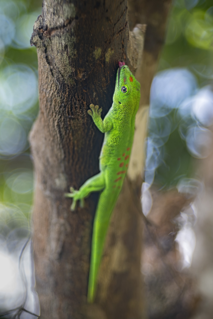 Madagaskar - förunderlig natur i lemurernas rike. Fotoresa med Wild Nature fotoresor. Foto: Jan Pedersen