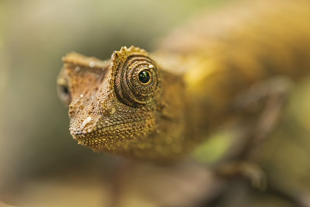 Madagaskar - förunderlig natur i lemurernas rike. Fotoresa med Wild Nature fotoresor. Foto: Jan Pedersen