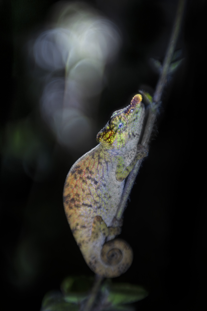 Madagaskar - förunderlig natur i lemurernas rike. Fotoresa med Wild Nature fotoresor. Foto: Jan Pedersen