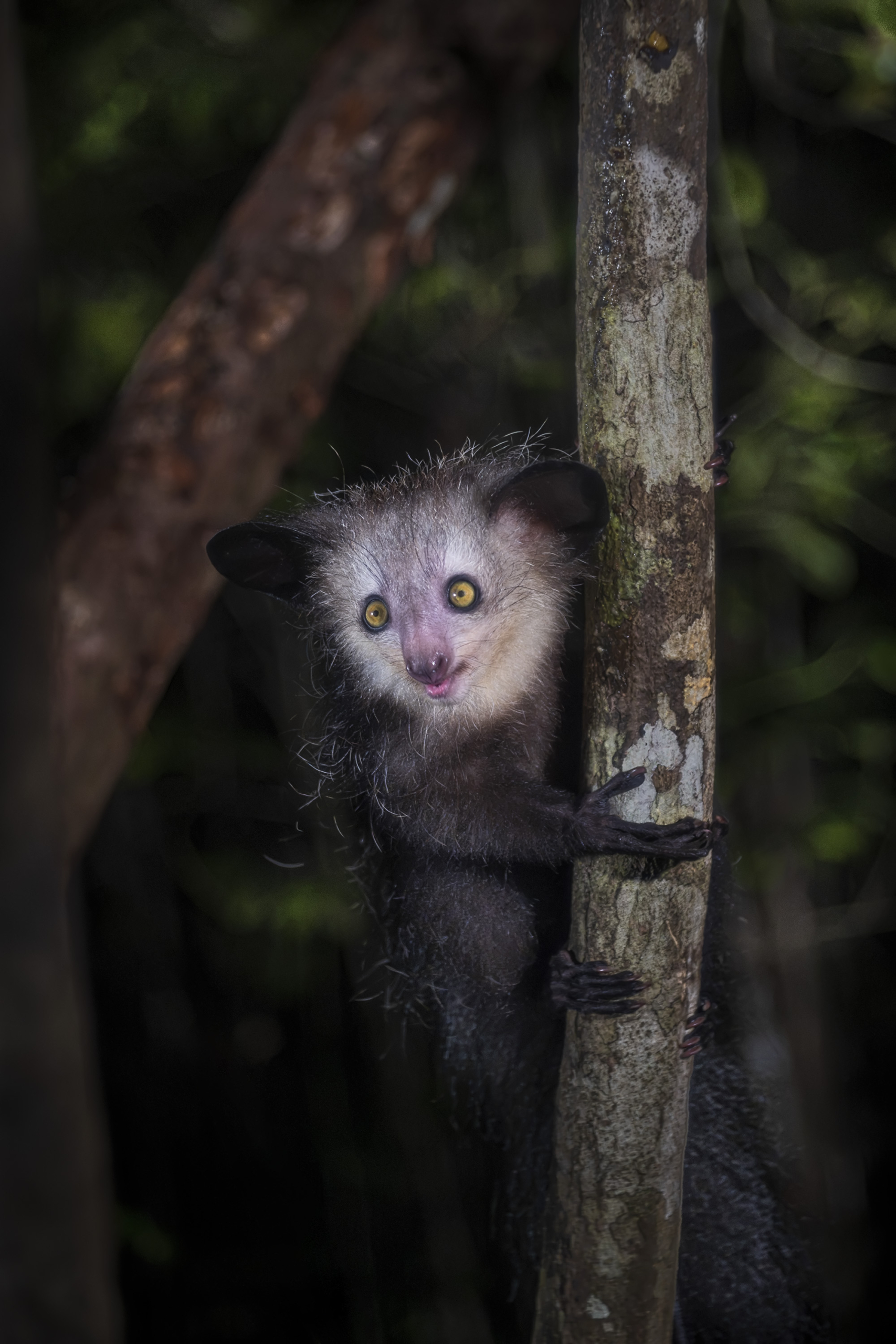 Aye-aye - i fingerdjurets värld, Madagaskar. Fotoresa med Wild Nature fotoresor. Foto: Jan Pedersen