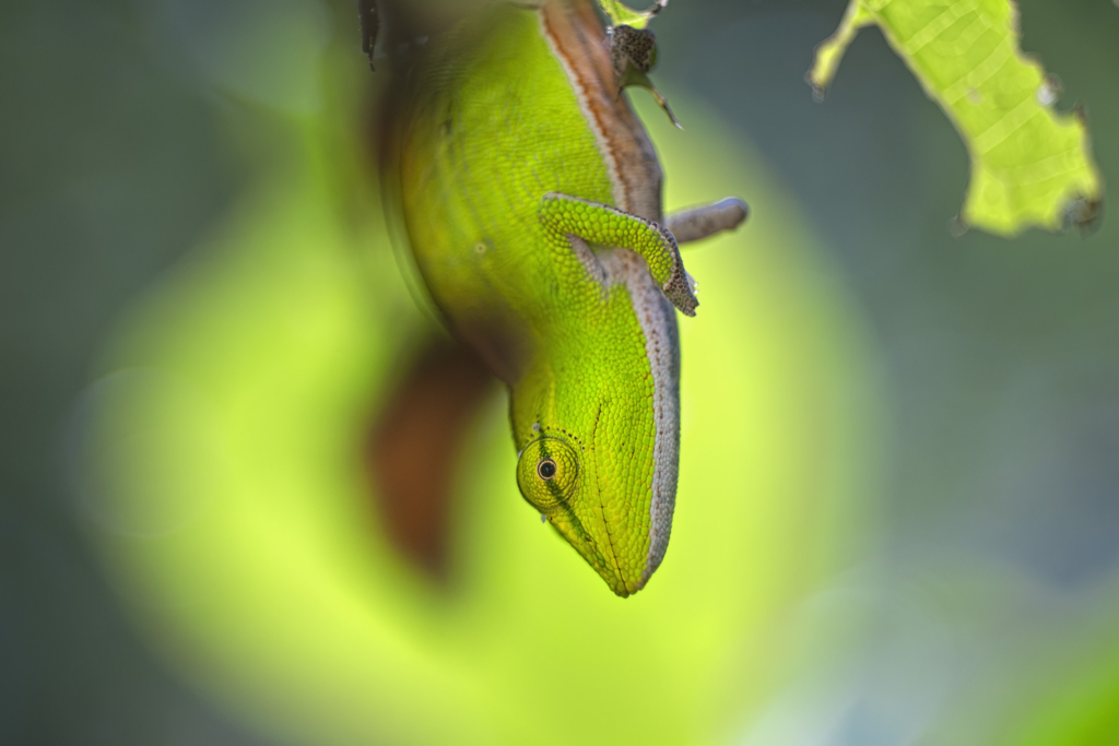 Madagaskar - förunderlig natur i lemurernas rike. Fotoresa med Wild Nature fotoresor. Foto: Jan Pedersen