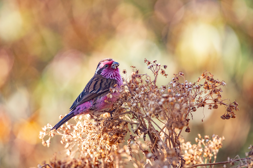 Natur och kultur på världens tak - Bhutan. Fotoresa med Wild Nature fotoresor. Foto: Magnus Martinsson