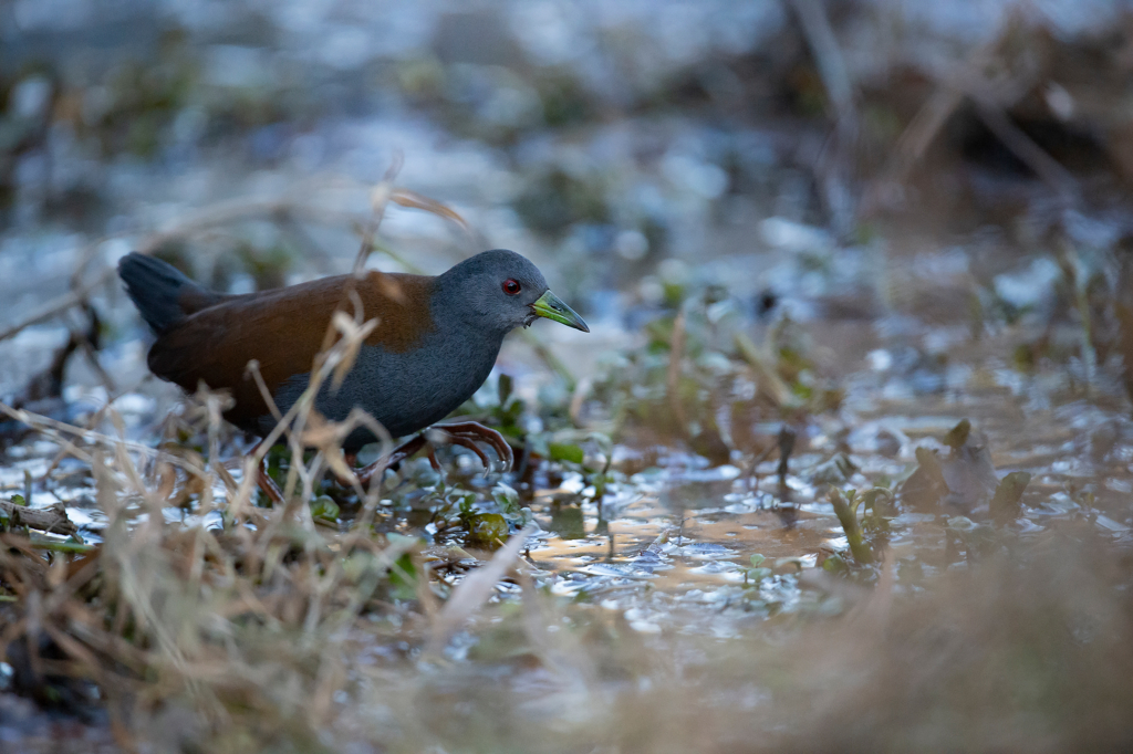 Natur och kultur på världens tak - Bhutan. Fotoresa med Wild Nature fotoresor. Foto: Magnus Martinsson