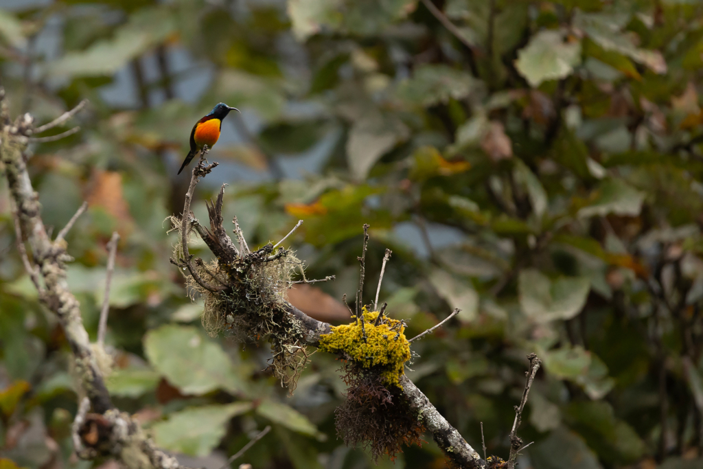 Natur och kultur på världens tak - Bhutan. Fotoresa med Wild Nature fotoresor. Foto: Magnus Martinsson