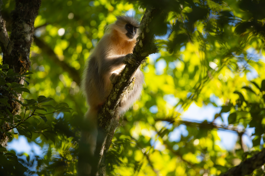 Natur och kultur på världens tak - Bhutan. Fotoresa med Wild Nature fotoresor. Foto: Magnus Martinsson