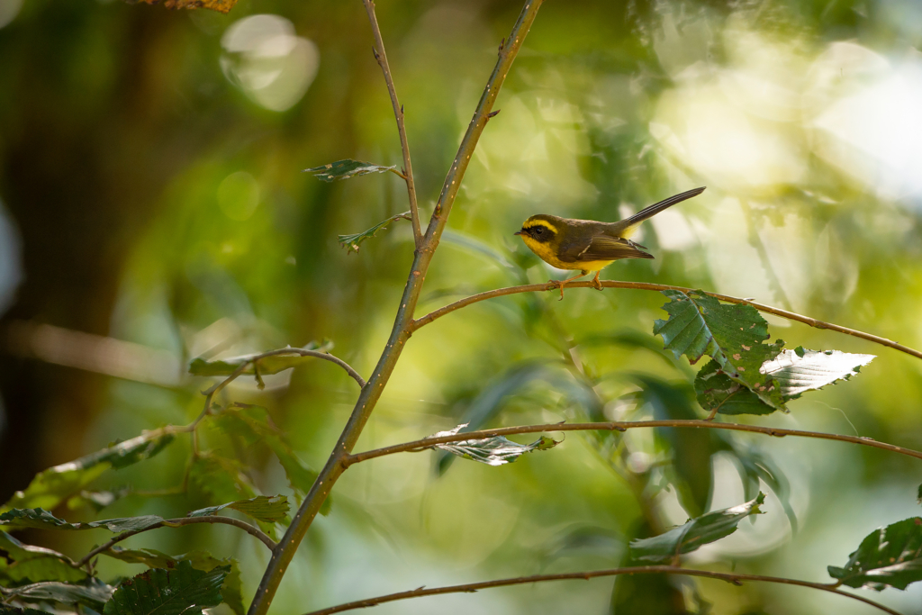 Natur och kultur på världens tak - Bhutan. Fotoresa med Wild Nature fotoresor. Foto: Magnus Martinsson