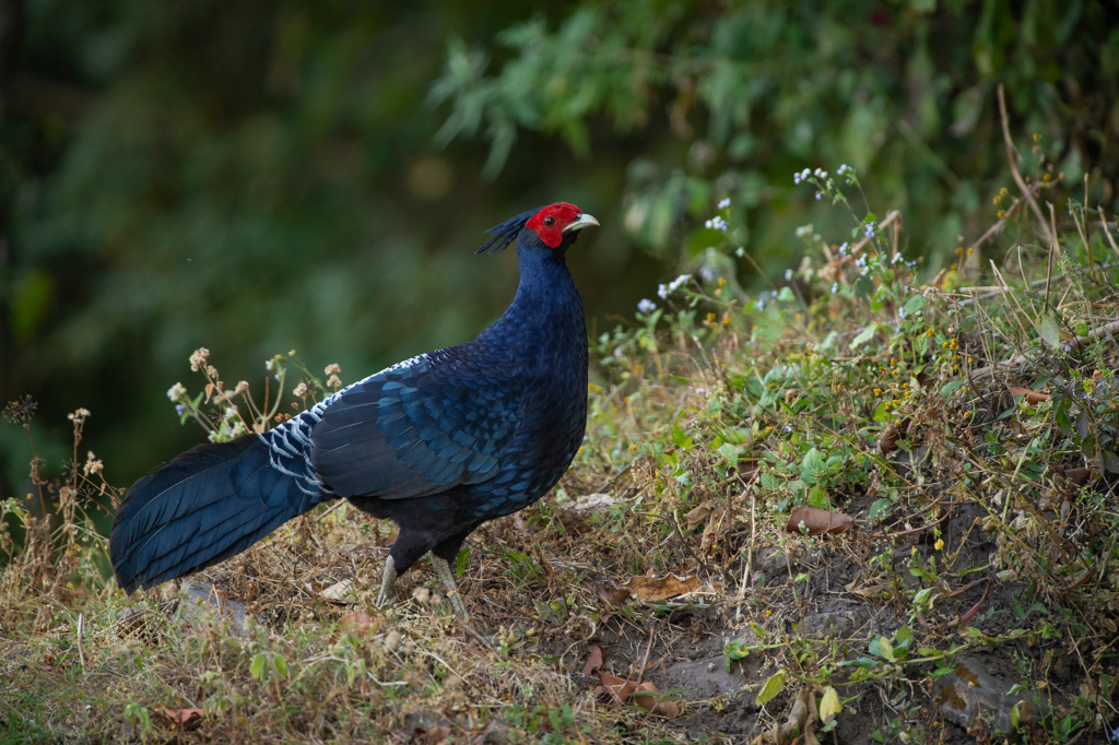 Natur och kultur på världens tak - Bhutan. Fotoresa med Wild Nature fotoresor. Foto: Magnus Martinsson