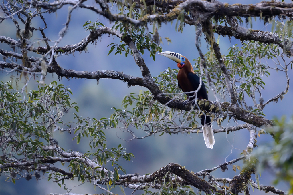 Natur och kultur på världens tak - Bhutan. Fotoresa med Wild Nature fotoresor. Foto: Magnus Martinsson