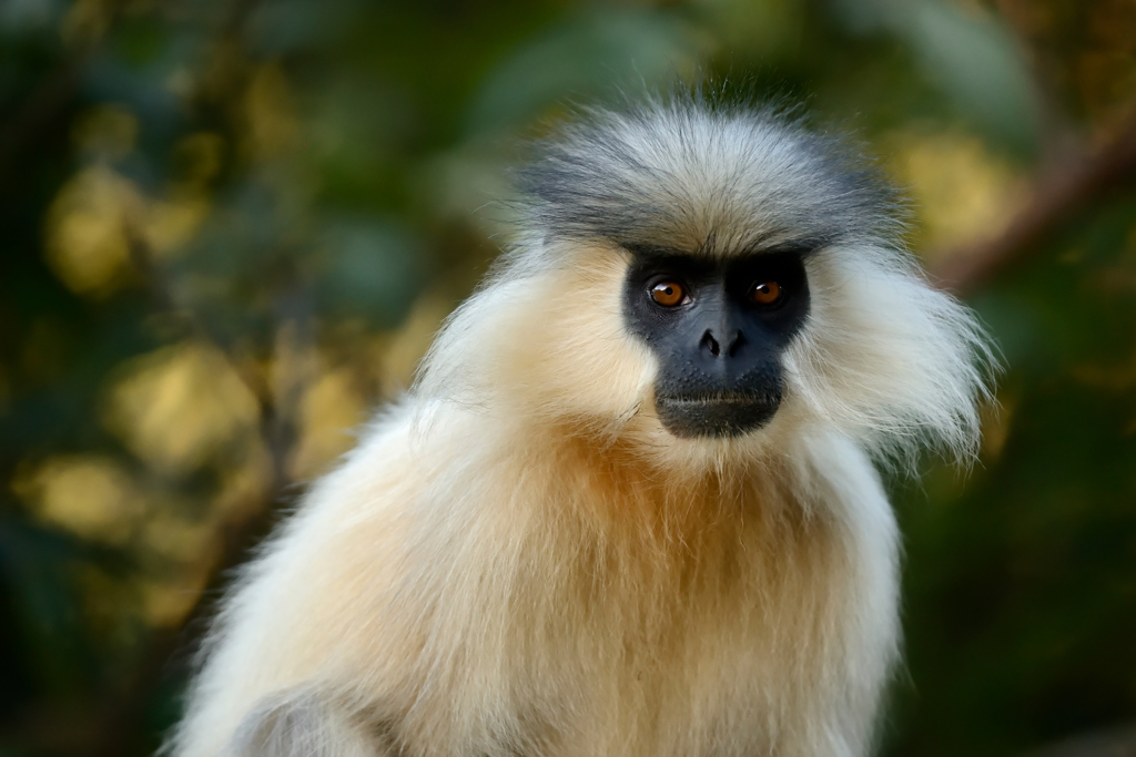 Natur och kultur på världens tak - Bhutan. Fotoresa med Wild Nature fotoresor. Foto: Magnus Martinsson