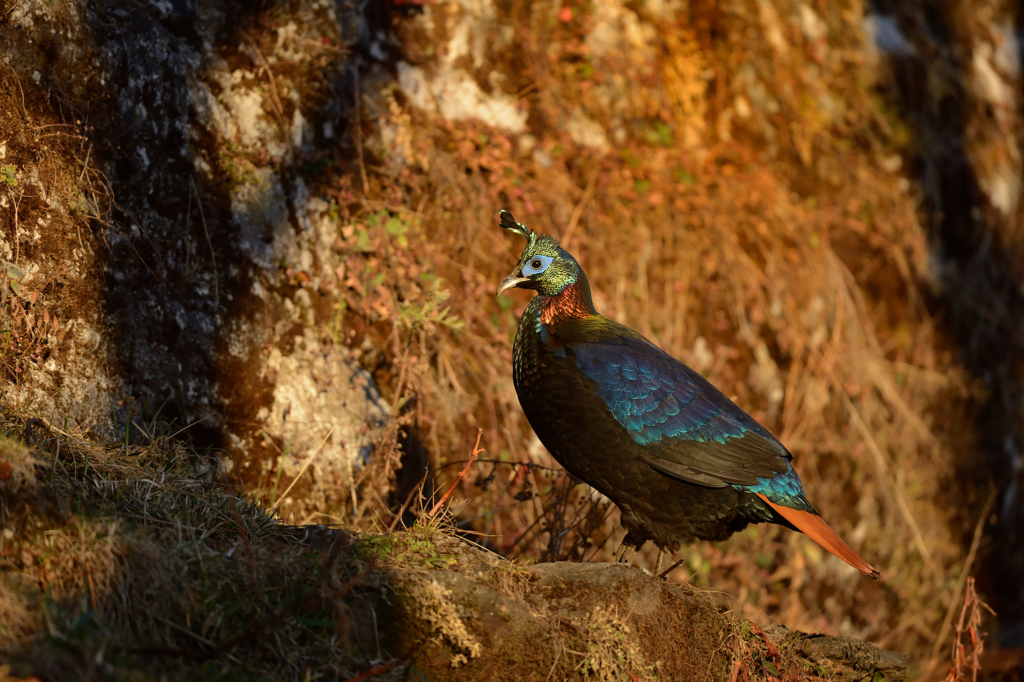 Natur och kultur på världens tak - Bhutan. Fotoresa med Wild Nature fotoresor. Foto: Magnus Martinsson